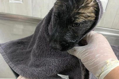 Su kanalında mahsur kalan 2 yavru köpek kurtarıldı