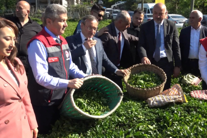 Artvin'de çay hasadı başladı
