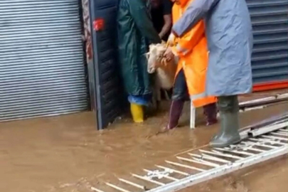 Aydın'da sağanak v e fırtına; mahsur kalan küçükbaş hayvanlar kurtarıldı
