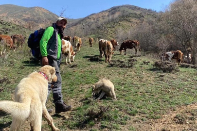 Dronla bozayıları sürüden uzaklaştırdı