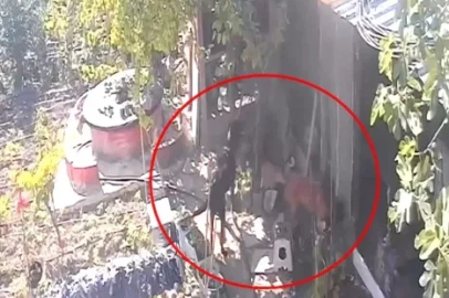 Kümese giren sokak köpekleri 30 tavuğu öldürdü