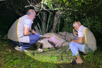 Bursa'da yıldırım düştü, 6 koyun öldü