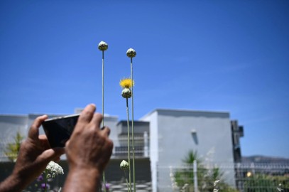 Kuşadası'nın 'Tülüşahları' çiçek açtı; koparmanın cezası 699 bin 245 lira