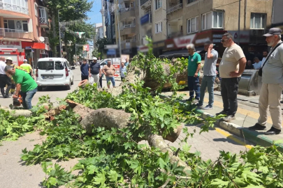 Devrilen tarihi çınar araca zarar verdi; yol trafiğe kapandı