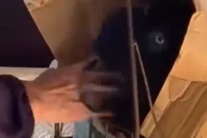 Pazar arabasına koyduğu keçisiyle dolmuşta yolculuk yaptı