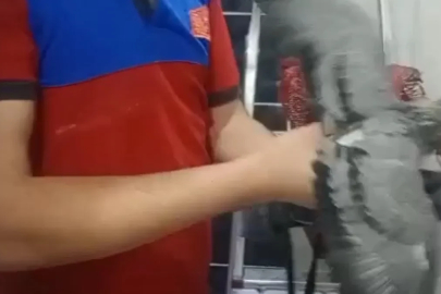 Havalandırma boşluğuna düşen güvercini itfaiye kurtardı